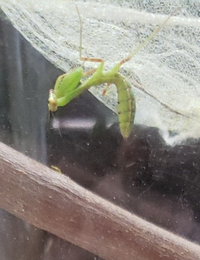 至急 カマキリに詳しい方いませんか カマキリの飼育をはじめ Yahoo 知恵袋