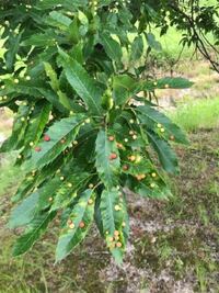 どんぐりの木に虫の卵 みたいな丸い物がたくさん付いています Yahoo 知恵袋