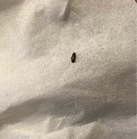 大きさ5ミリくらい色は赤茶色 この虫の名前がわかる方、教えてください。