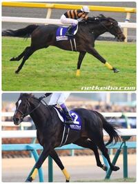 キタサンブラックって突然変異だから 産駒は走らないって言われてますが
あの馬は馬格が凄かったから勝てた訳で
遺伝するなら産駒は活躍すると思うんですけど
どう思いますか？