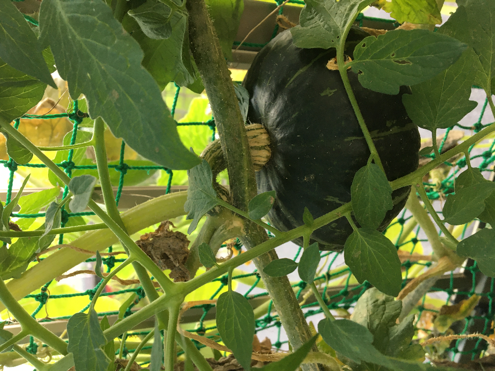 カボチャの収穫 今年 初めてカボチャやってみました セン Yahoo 知恵袋