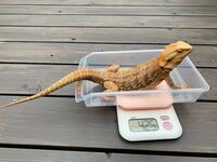 ３年間フトアゴヒゲトカゲを飼っているのですがつい先日より 急 Yahoo 知恵袋