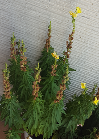 金魚草がしおれました プランターの寄せ植えです 周りの花は元気なのに 手前 Yahoo 知恵袋