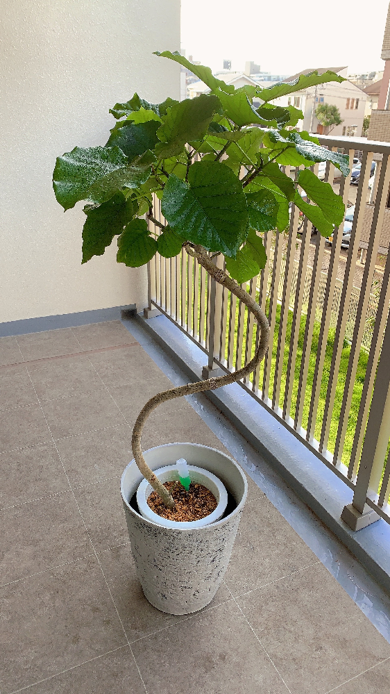 こんな感じでモリモリのウンベラータなんですが、葉っぱは減らし