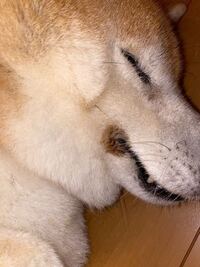 愛犬の口角のこれは よだれやけ というものですか 13歳になりま Yahoo 知恵袋