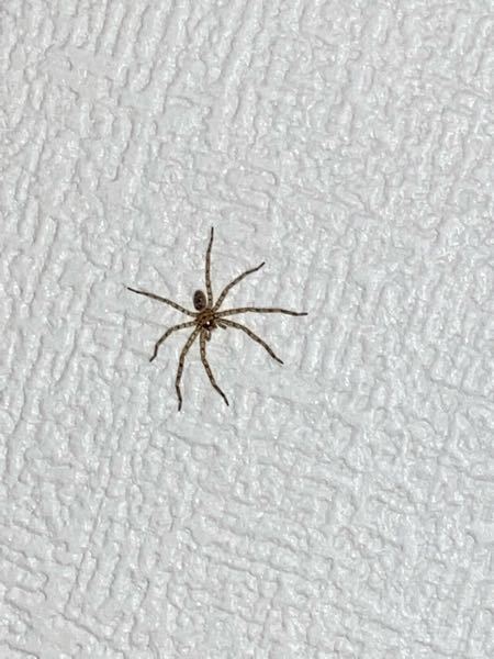 閲覧注意】蜘蛛の写真です。 - このクモなんていう種類の蜘 - Yahoo 