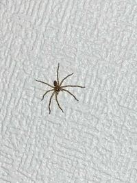 【閲覧注意】蜘蛛の写真です。 このクモなんていう種類の蜘蛛ですか？？
脚も含めて直径2cmほどです。