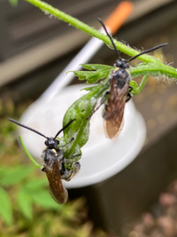 ゴーヤーに飛んでくるこの虫はなんでしょうか退治した方がいいの Yahoo 知恵袋