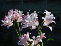 この花の名前教えて 今日撮影しました ユリの仲間のようです Yahoo 知恵袋