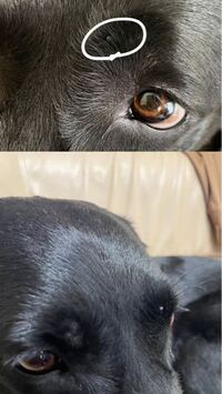 犬に赤い小さなダニがついているのを発見しました これはなんという種類の Yahoo 知恵袋