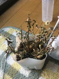 もうこのペチュニアはダメですか しばらくお水をあげるのを忘れてしまって Yahoo 知恵袋