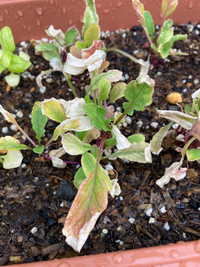 ルッコラのタネをまいて育て始めました 途中青虫を見つけて取り除きました Yahoo 知恵袋