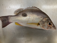 この魚ですがクロホシフエダイかイッテンフエダイか分かりますでしょうか。浜名湖で釣りました。 
