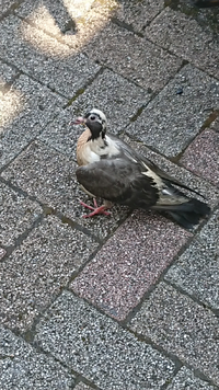 この鳥は何という種類の鳥ですか 人が近づいても全く逃げずにぼーっとして Yahoo 知恵袋