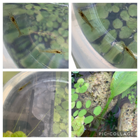 ウィローモスなのですがこの茶色い毛のようなものはなんですか Yahoo 知恵袋