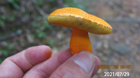 橙色のイグチの名前を教えてください、
傘の裏は網目
茎は固く縦スジが入ってました、
岐阜県米田白山で、撮影20210728 