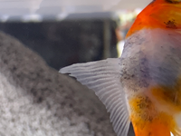 最近金魚の背鰭がギザギザしています これは尾ぐされ病なのでし Yahoo 知恵袋