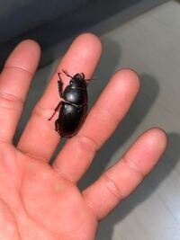 このクワガタはヒラタのメスでしょうかコクワのメスでしょうか Yahoo 知恵袋