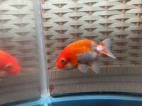 金魚にザリガニの餌を与えても大丈夫 子供が捕まえたザリガニがすぐ死んでし Yahoo 知恵袋