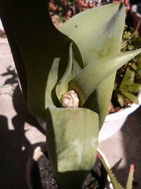 チューリップの葉が茶色いのです 昨年の秋に チューリップ Yahoo 知恵袋