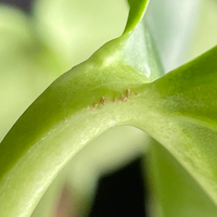 ハダニの卵 モンステラの茎に茶色の粒のような集合体を見つけま Yahoo 知恵袋