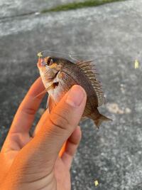 シーバスのエラ払い シーバスのエラ払いでいつも ショックをくらっ Yahoo 知恵袋