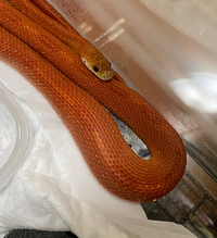 我が家のコーンスネークの体調が良くない気がします マウス入 Yahoo 知恵袋