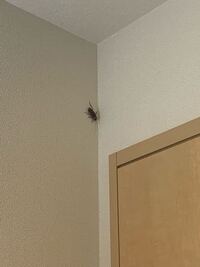 家でクソでかいゴキブリを見つけました 逃げられてどこ探してもいませ Yahoo 知恵袋