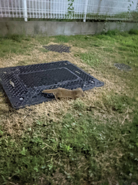 娘は よく見る というのですが 私は初めてみました 住んでる Yahoo 知恵袋