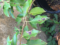ソヨゴの葉に黒い斑点があります これはなんですか 黒点病とか褐斑 Yahoo 知恵袋
