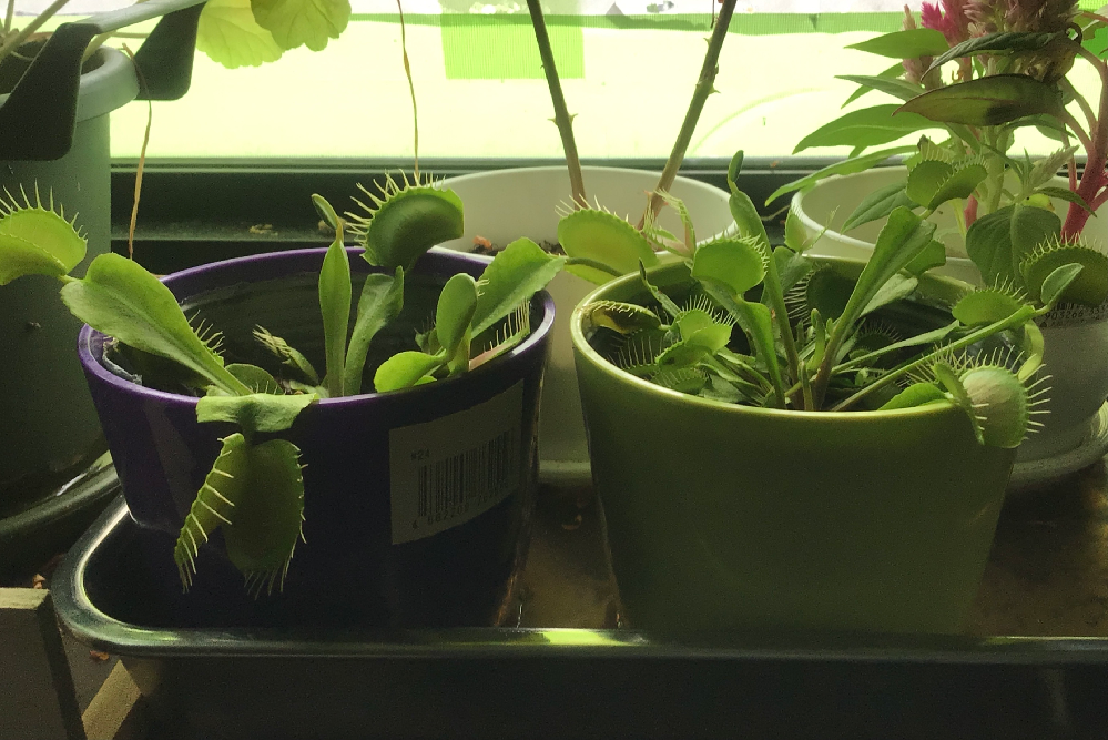 辛い唐辛子ハバネロが大好きなのですが あまり売ってません 家 Yahoo 知恵袋