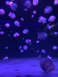 このクラゲの名前を教えてください 京都水族館に行った時に見たので Yahoo 知恵袋