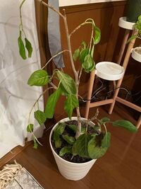 去年の秋に購入したゴムの木の葉っぱが黒くなってしまった為 購入先に Yahoo 知恵袋