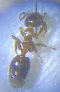 この蟻の名前を教えてください 今さっき家の机の上を1匹で歩い Yahoo 知恵袋