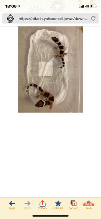 レオパについて教えてください 無知で全くわからないのですが このレオパ Yahoo 知恵袋