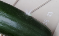 庭で育てているキュウリに羽がふわふわした白い虫が付いていました この虫 Yahoo 知恵袋