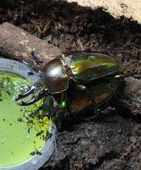 ニジイロクワガタを飼ってます 今日ゼリーを食べてる様子を見た Yahoo 知恵袋