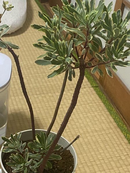 一年ほど育てている植物なのですが 名前がわかりません これは Yahoo 知恵袋