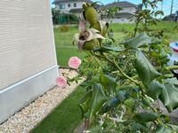 咲き終わったバラの実は剪定してもいいのでしょうか？ 季節は8月上旬です。ツルバラになります。