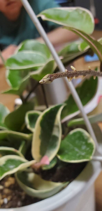 教えて下さい サクラランを育てるのは初めてなのですが 花座と Yahoo 知恵袋