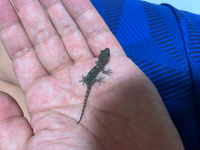 子供が捕まえてきたのですが 何という種類のヤモリでしょうか Yahoo 知恵袋