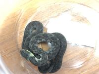 茶色の蛇この蛇の名前を教えて下さい 岩手県内陸南部 アオダイショウ Yahoo 知恵袋