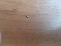 最近家の中で黒い小さい虫が発生して困っています また なんの虫か分 Yahoo 知恵袋