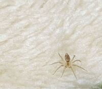先ほど家に15匹も3ミリほどの小さなクモが大量にあちこちにいました赤 Yahoo 知恵袋