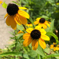 毎年夏に咲く花なのですがどなたかこのお花の名前を教えてください 直径4 Yahoo 知恵袋