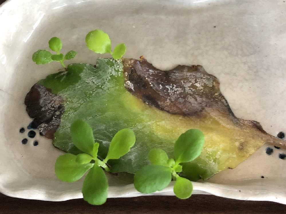 キャベツは春どり栽培が難しいとされている それは花芽分化して結球しない Yahoo 知恵袋