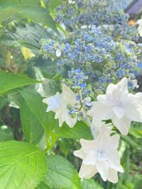 つぼみが青くて咲いたら白くなる花の名前が分かる方いらっしゃいますか Yahoo 知恵袋