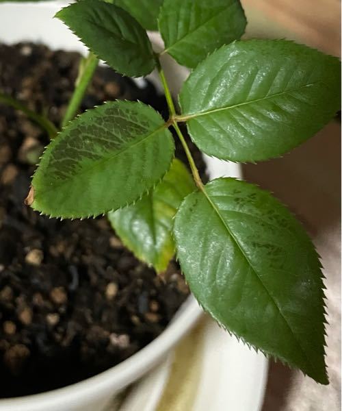 バラがつぼみのまま開かないんです 去年地植えしたヴィックス カプリスが Yahoo 知恵袋