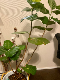 シーグレープを購入して2年程経ちます 上のほうは次々に新芽が Yahoo 知恵袋