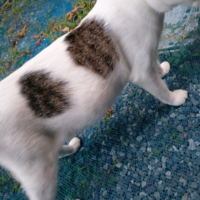 この猫なんですが妊娠していますかね 太ってるだけでしょ Yahoo 知恵袋